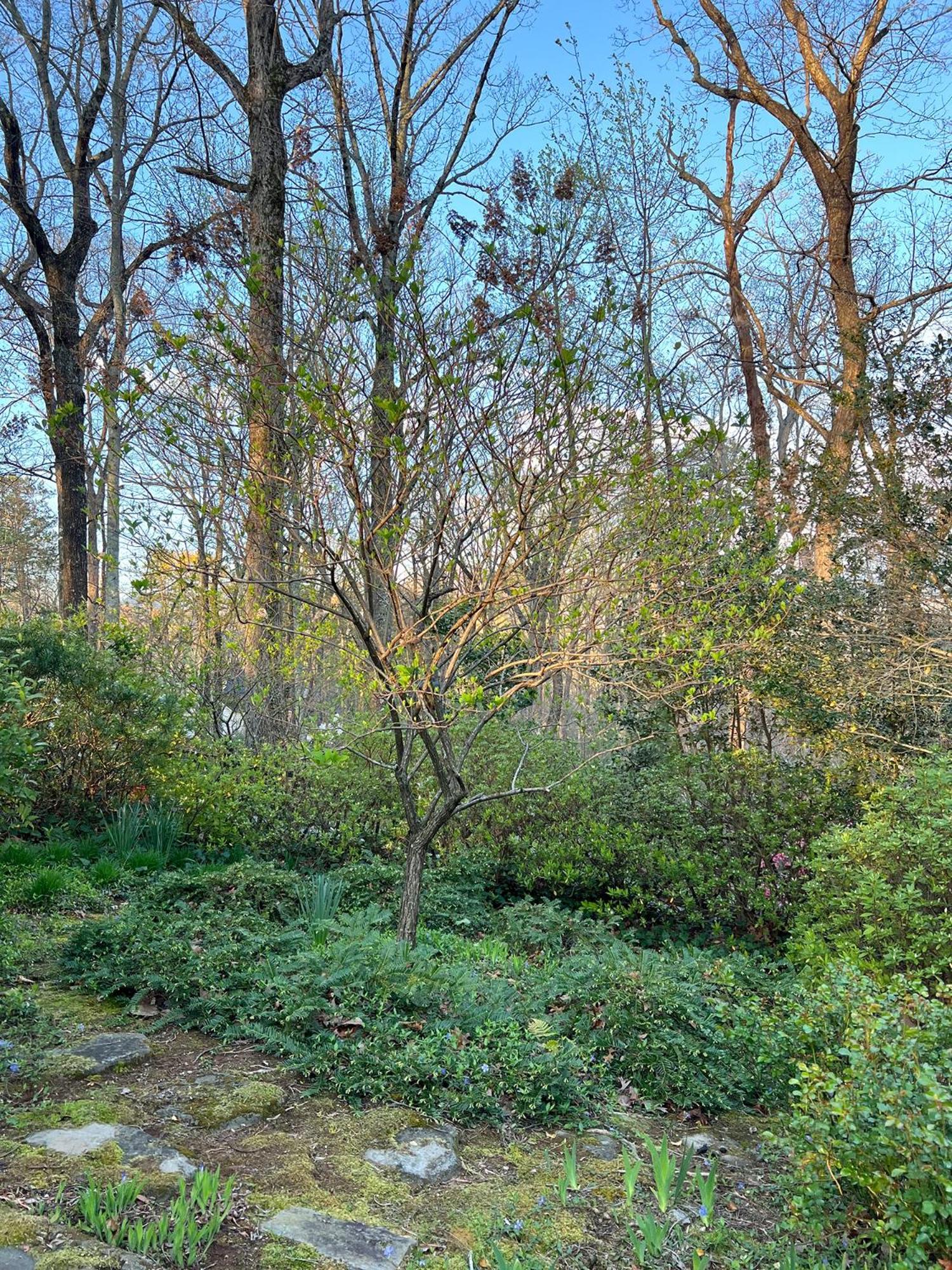 Guest In Forest Tryon