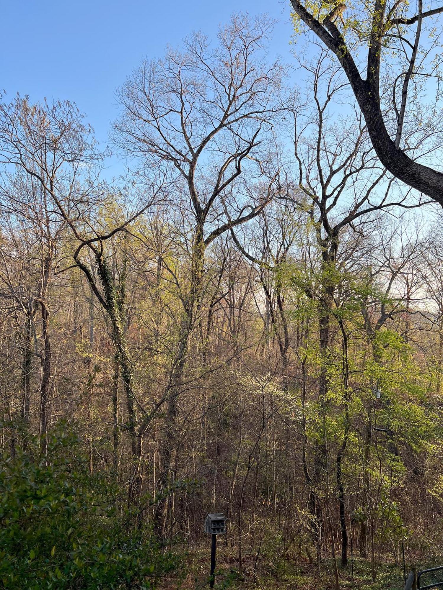 Guest In Forest Apartment Tryon