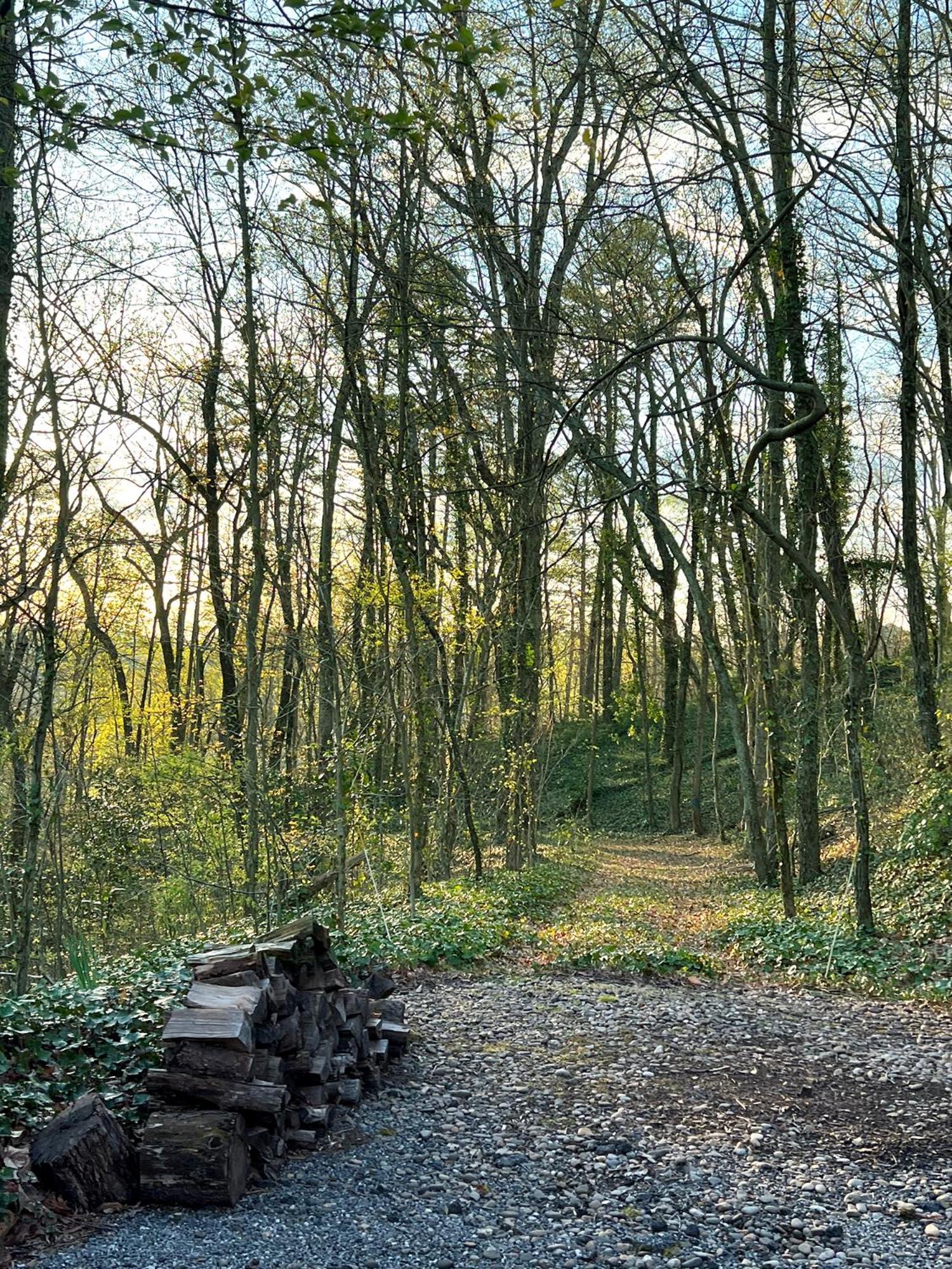 Guest In Forest Apartment *